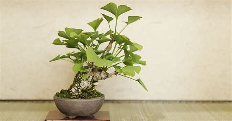 銀杏 盆栽|イチョウを鉢植えや盆栽にして育てる 